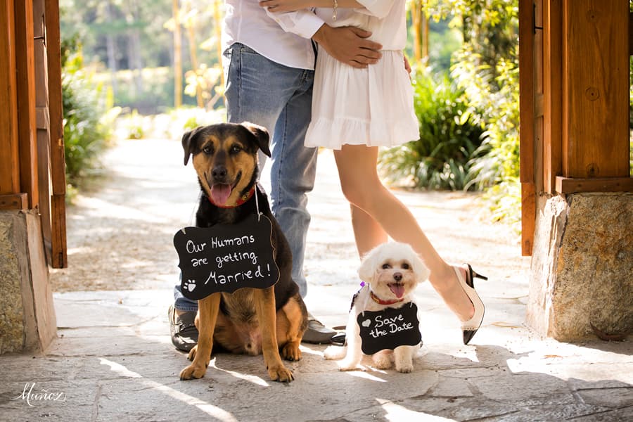 Dog Wedding Announcenment