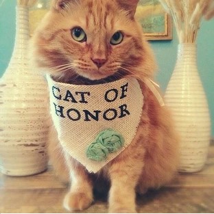cat of honor picture of red ginger adult cat