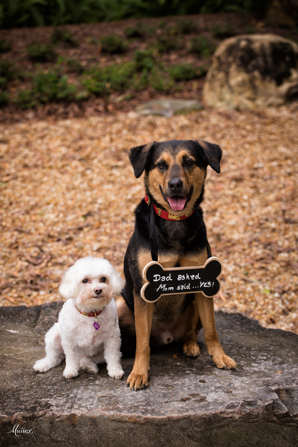 two dogs holding proposal announcement sign