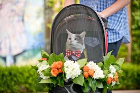 cat in stroller with blue and red bow tie and tux being walked down aisle