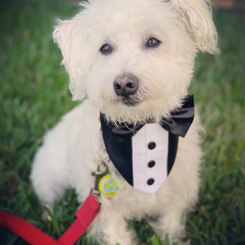 furever us wedding pet care picture of white wedding dog with tie on black tuxedo