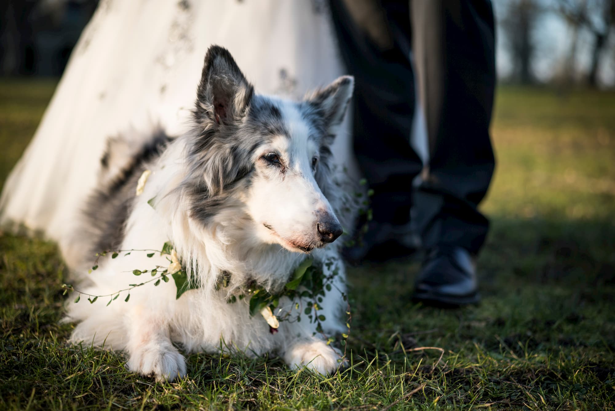 white and grey dog with flower collar at parents wedding
