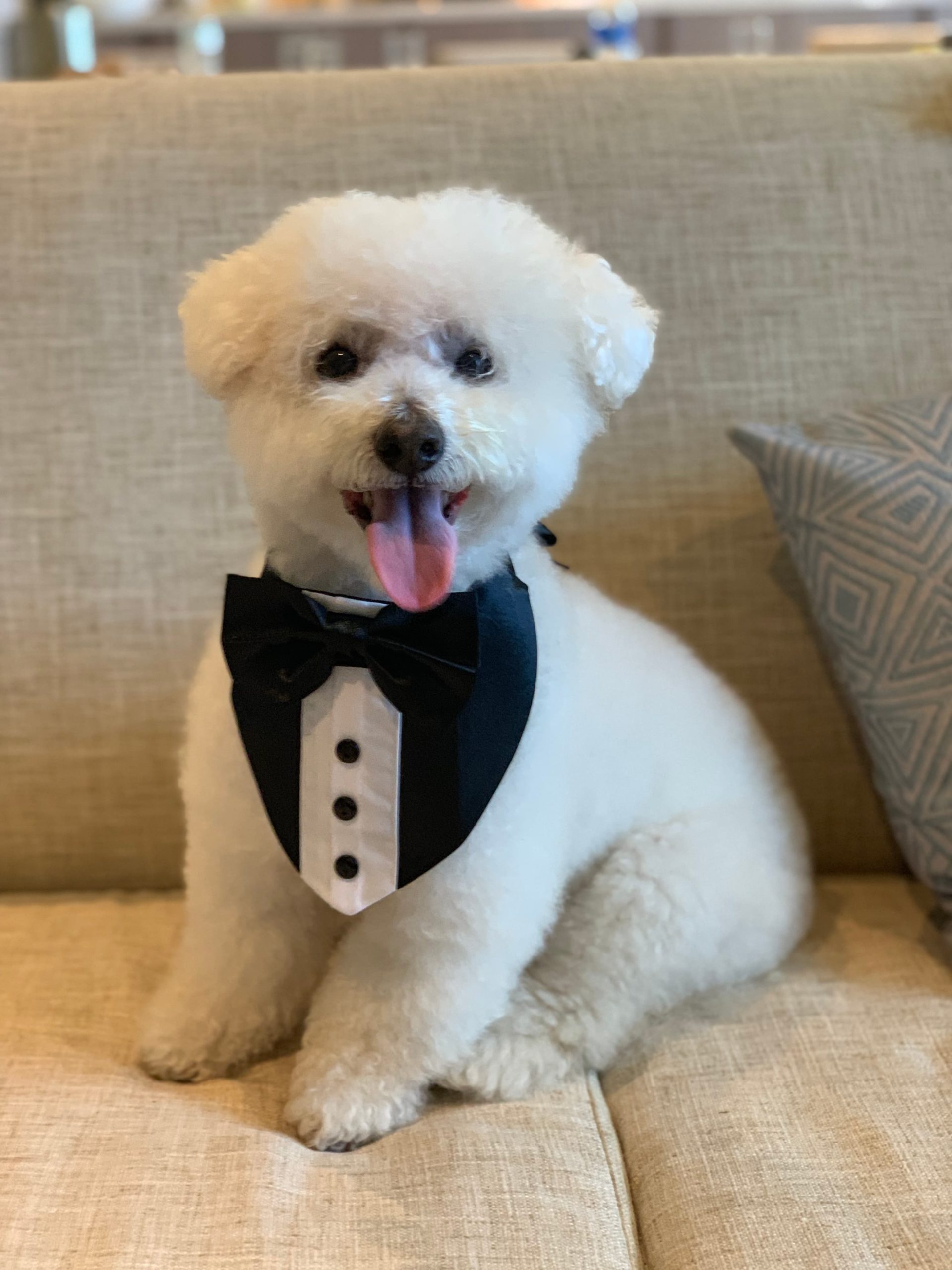 Wedding Outfit Ideas For Your Dog - fureverus.com