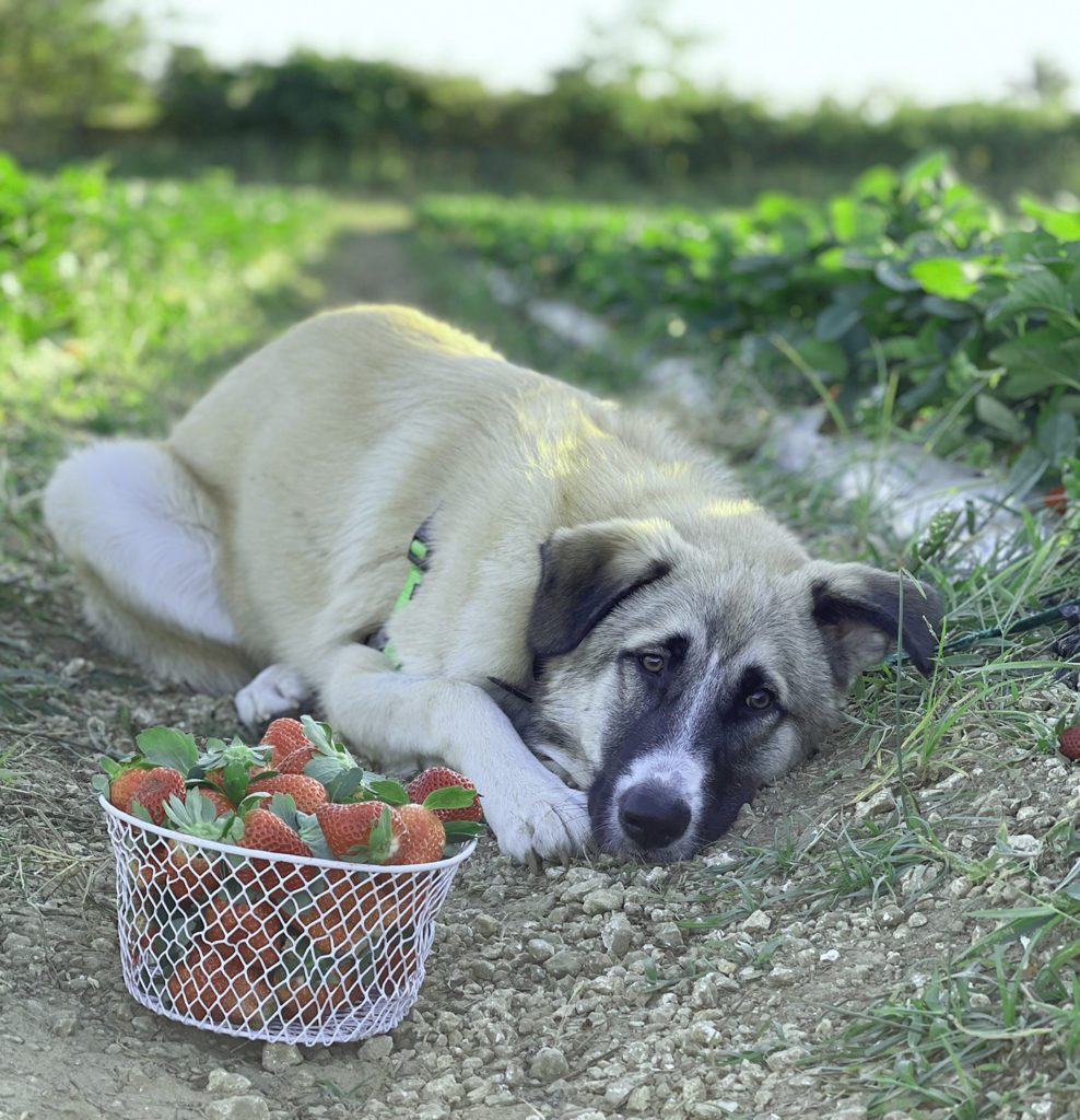 dog laying next to strawberries