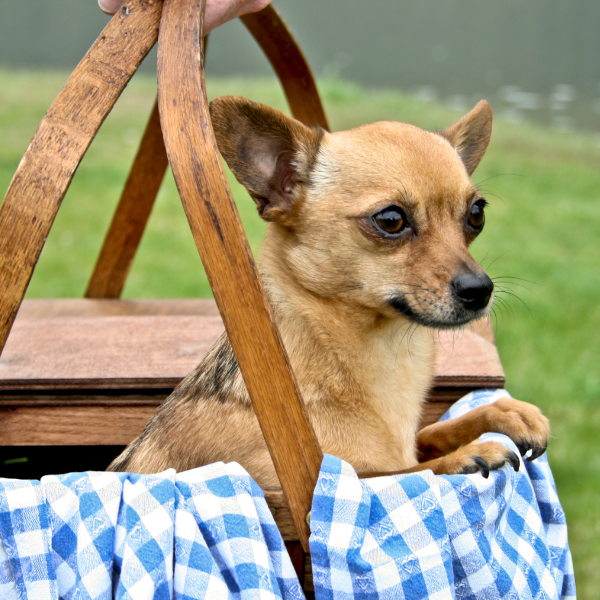 dog in picnic basket