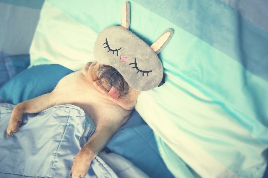 dog lying in bed with sleeping mask