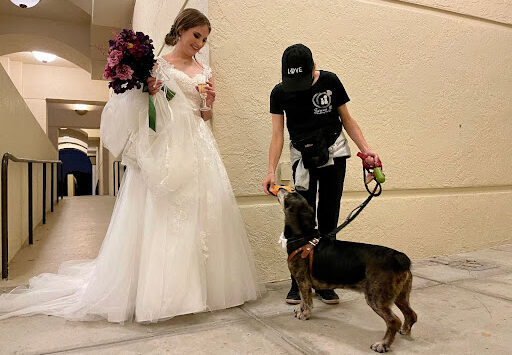 Wedding Dog handler holding dog while bride says hello.
