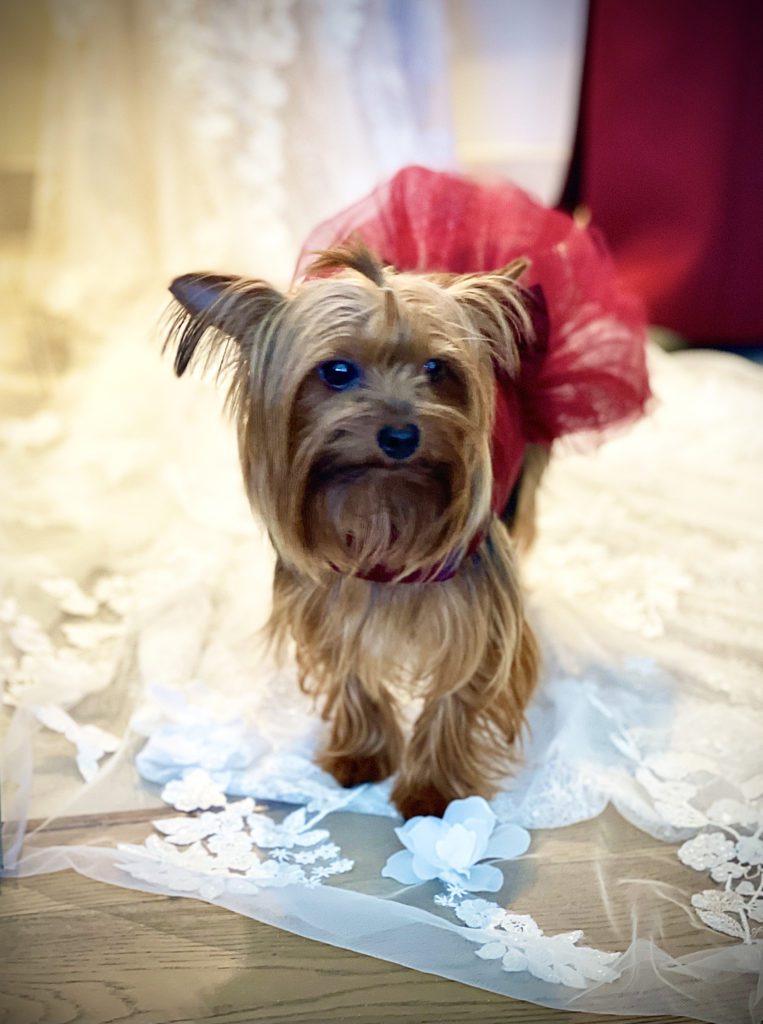 little yorkie dressed in a bridesmaid dress