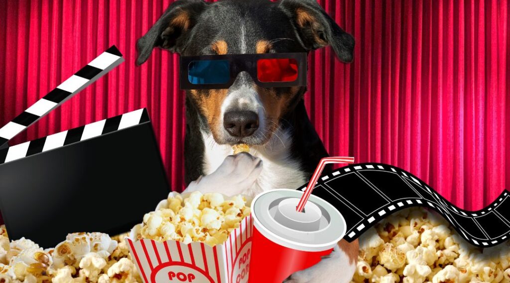 dog behind popcorn ready to watch a movie