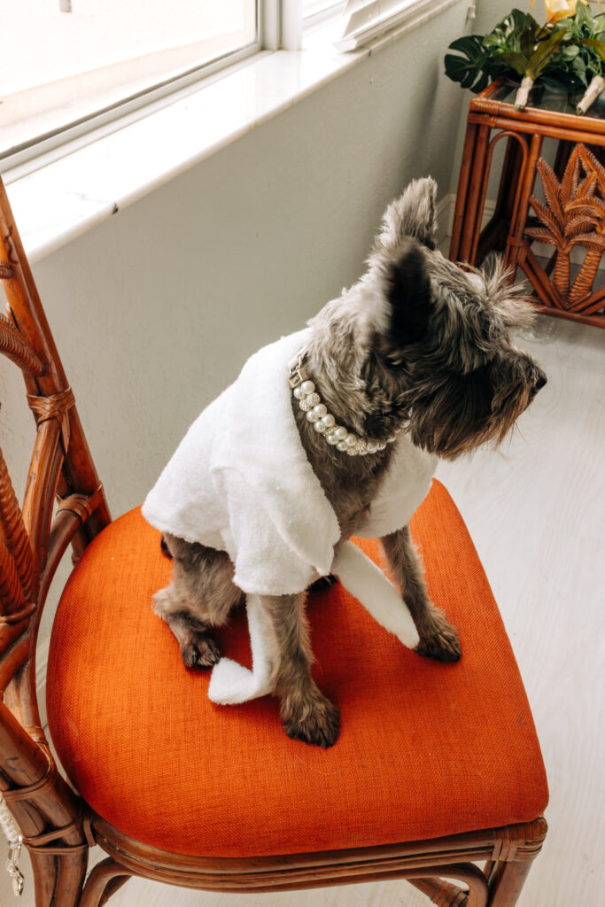 dog of honor (small schnauzer) wearing a white robe