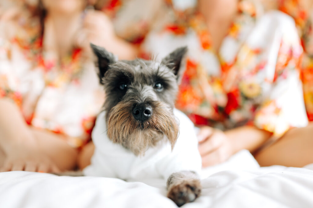 dog at wedding in robe