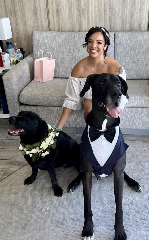 two large black dogs and a bride