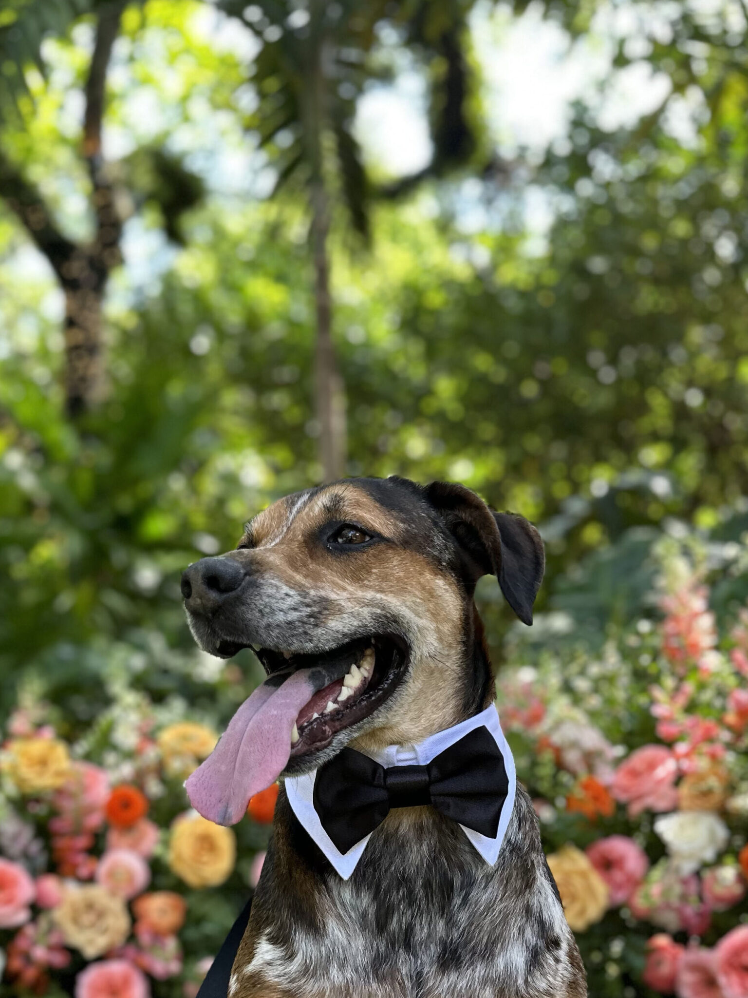 wedding-outfit-ideas-for-your-dog-fureverus