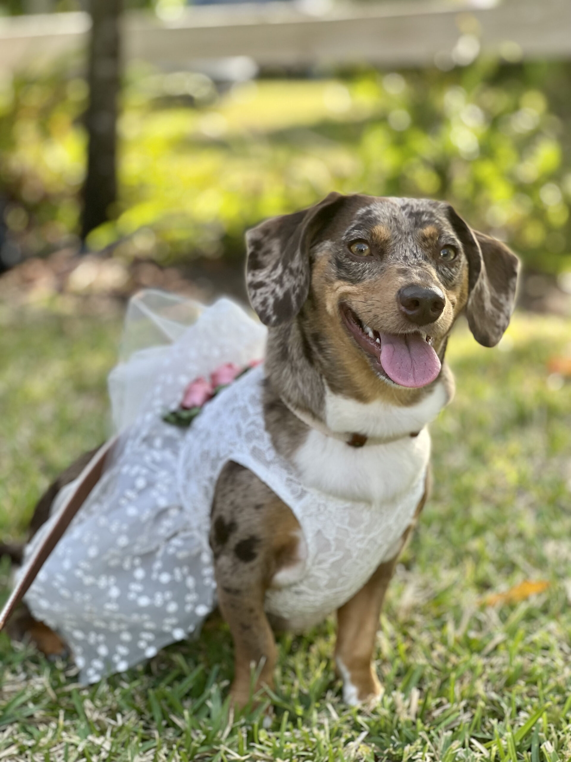 Wedding Outfit Ideas For Your Dog fureverus com